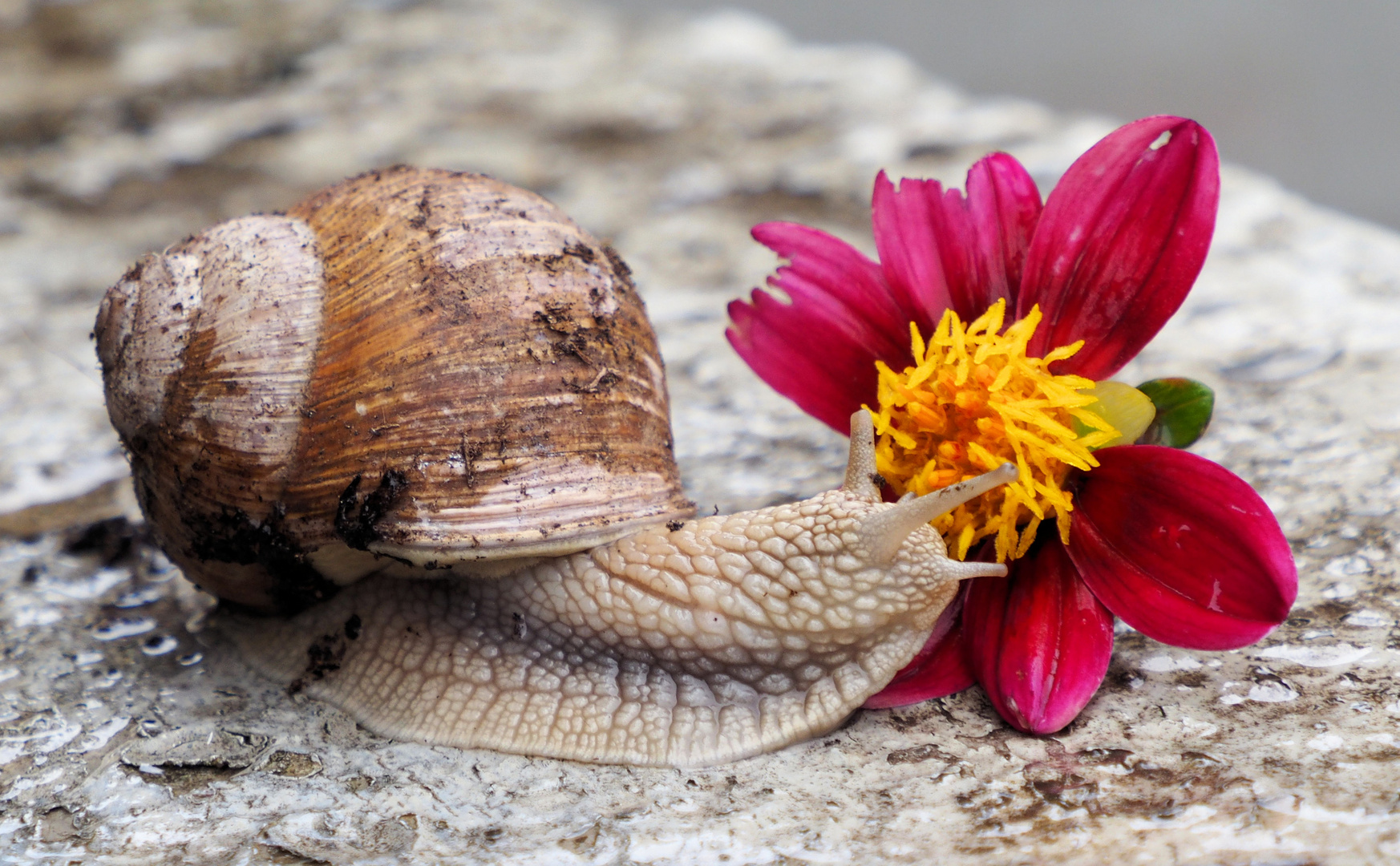 Blumen sind bei Schnecken beliebt ..