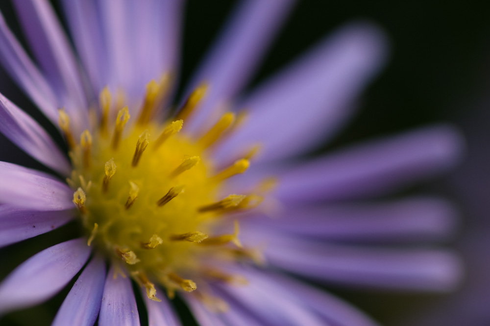 Blumen sind das Lachen der Erde! von GerdS.