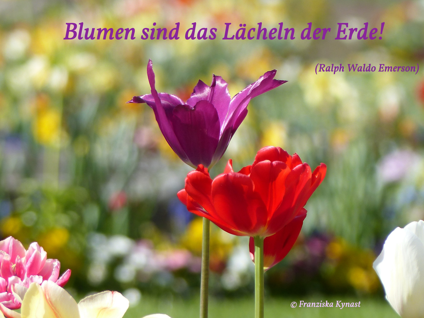 "Blumen sind das Lächeln der Erde"