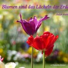 "Blumen sind das Lächeln der Erde"