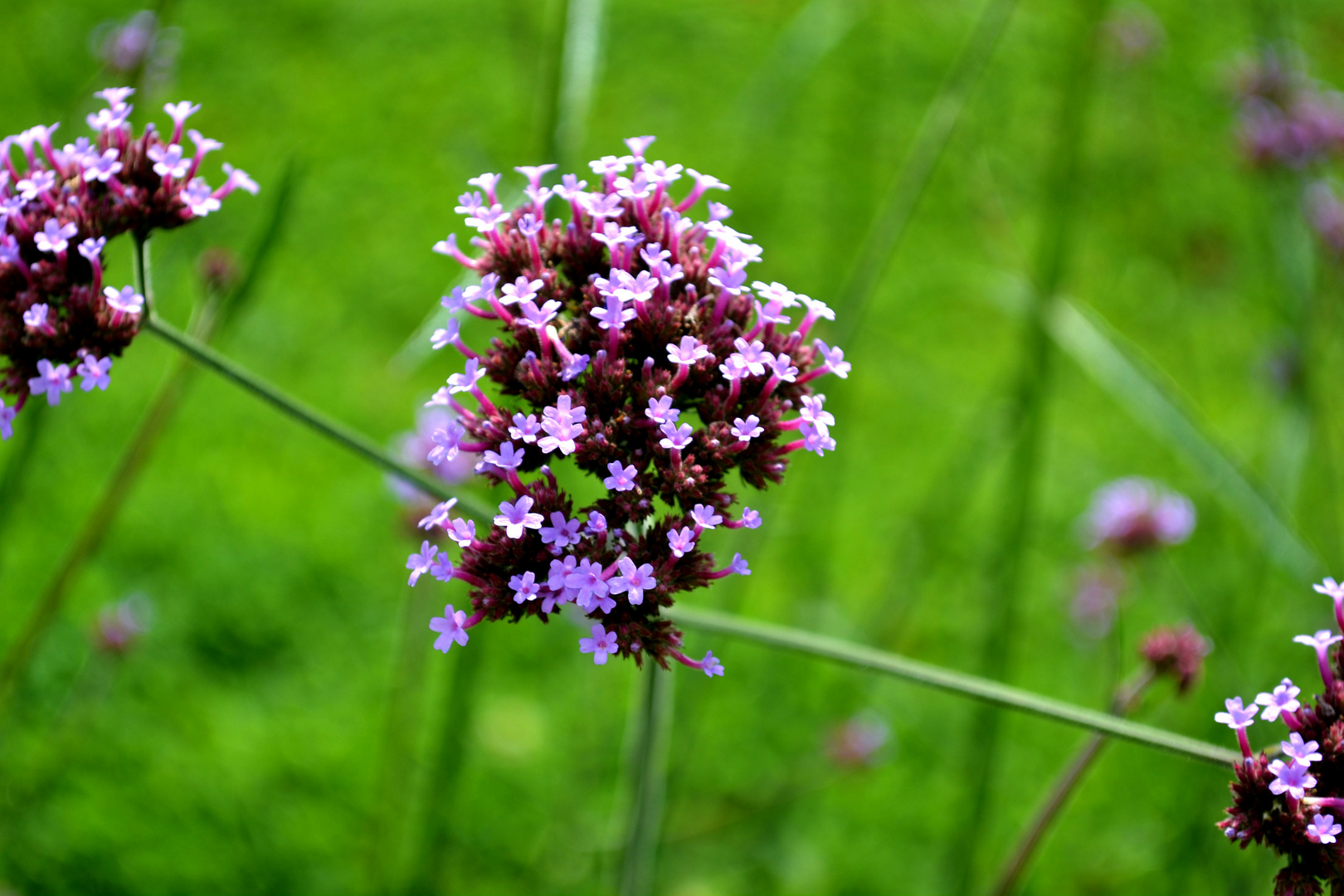 Blumen sind das Lächeln der Erde.