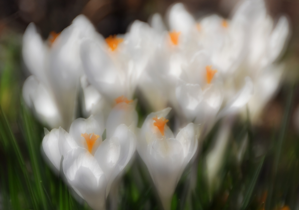 Blumen sind das LÄCHELN der Erde