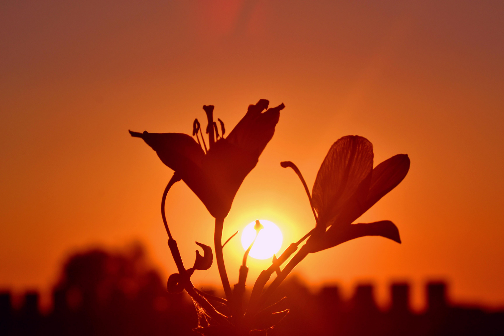 Blumen sind das Lächeln der Erde! ;)