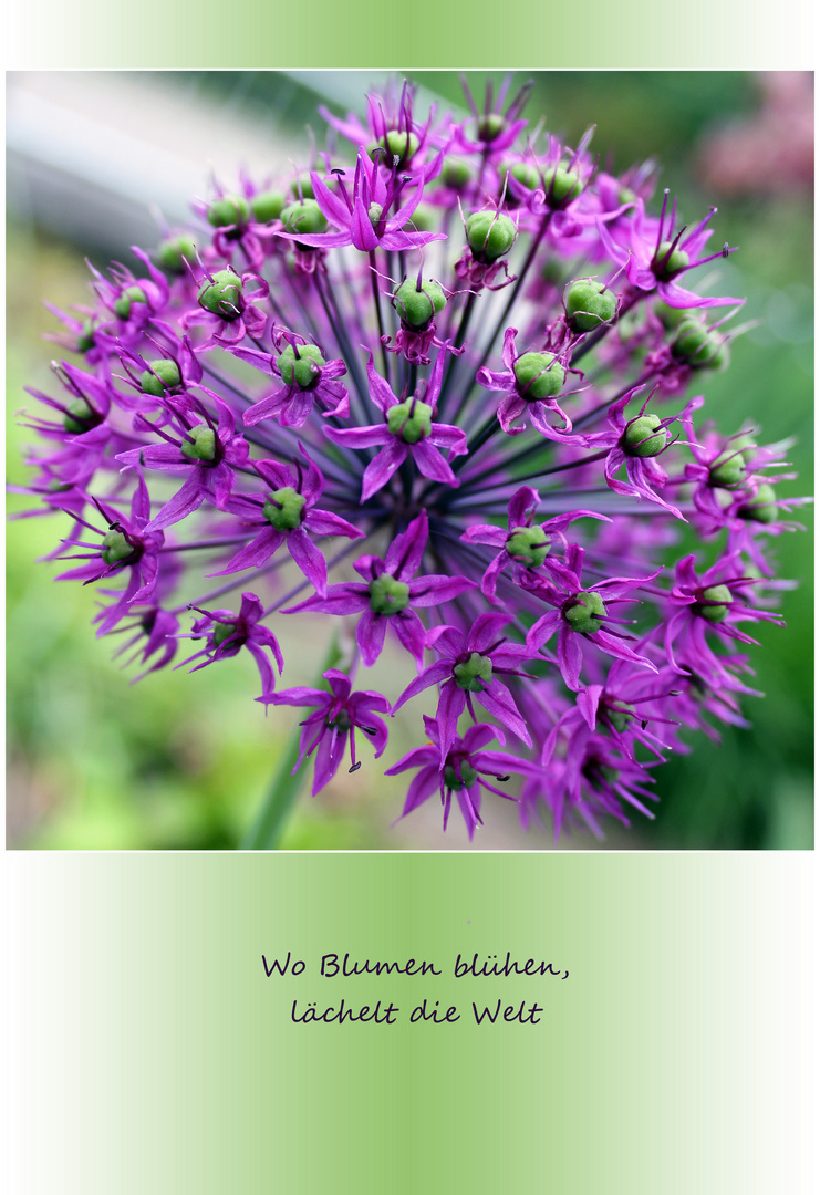 Blumen sind das Lächeln der Erde