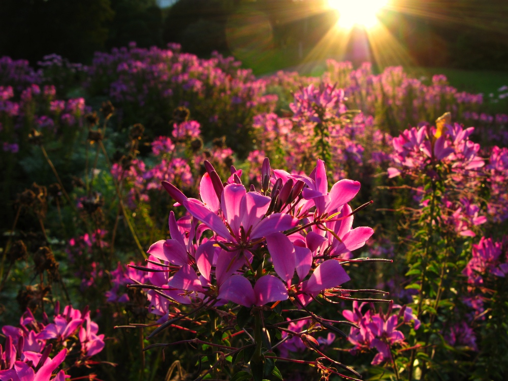 Exotische Blumen Bilder Und Namen