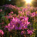 "Blumen sind das Lächeln der Erde."