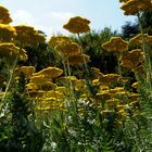 Blumen sind das Lächeln der Erde