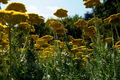 Blumen sind das Lächeln der Erde