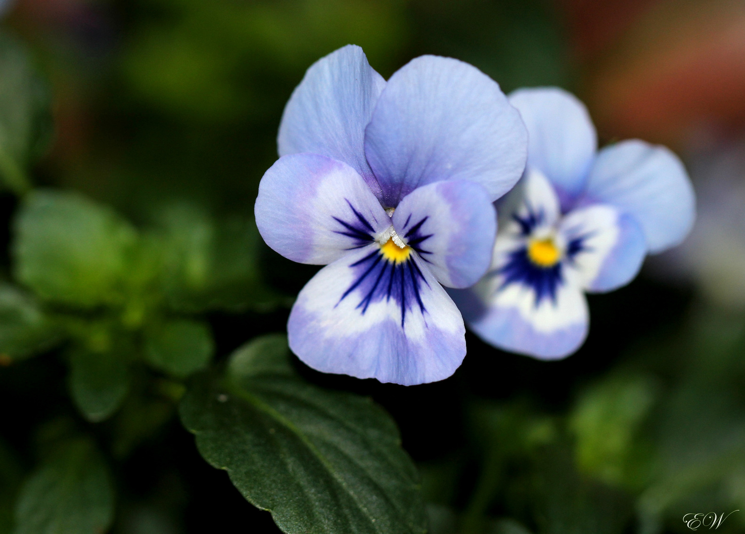 ~ Blumen sind das Lächeln der Natur ~