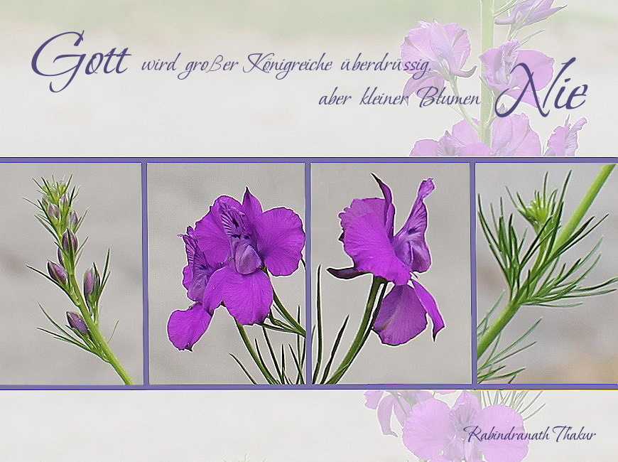 Blumen sind das Lächeln der Natur.