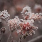 +++ Blumen sind das lächeln der Natur +++