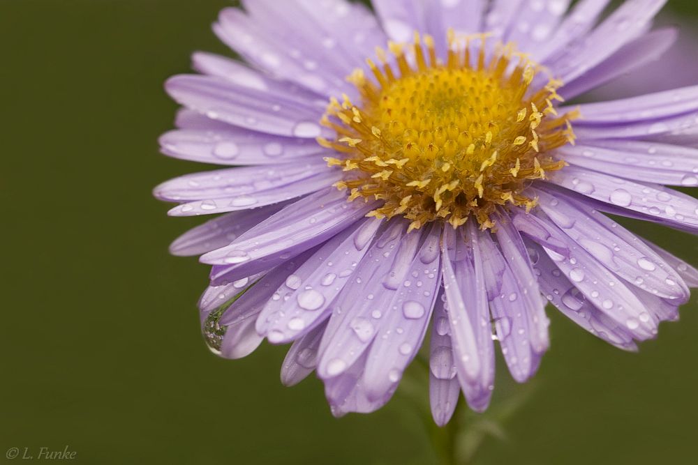 "Blumen sind....... !