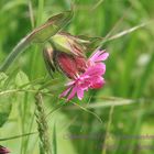 Blumen sind die Liebesgedanke der Natur.