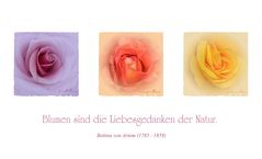 BLUMEN SIND DIE LIEBESGEDANKEN DER NATUR