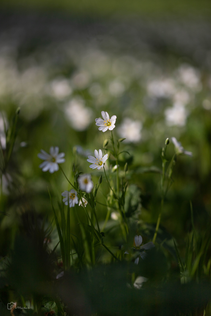 Blumen sind die Liebesgedanken der Natur