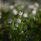 Blumen sind die Liebesgedanken der Natur