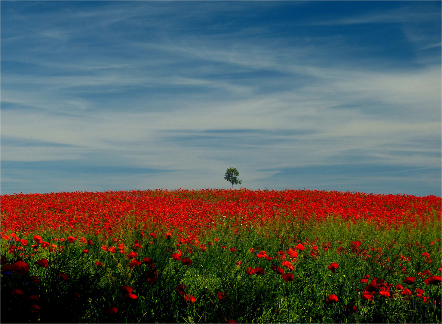 Blumen sind die Lieblingsgedanken der Natur