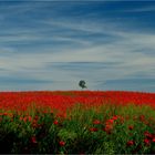 Blumen sind die Lieblingsgedanken der Natur