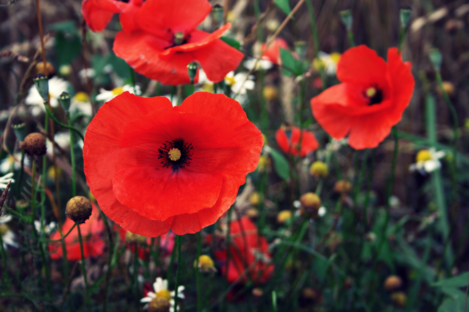 Blumen sind die schönen Worte der Natur, mit denen sie uns andeutet, wie lieb sie uns hat.