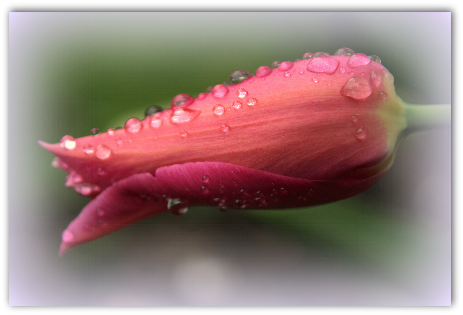 Blumen sind die schönsten Worte