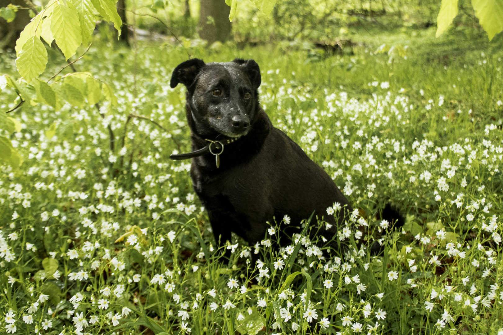 Blumen sind etwas für Mädchen....... Ich bin ein Junge, kann ich wieder los.