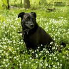 Blumen sind etwas für Mädchen....... Ich bin ein Junge, kann ich wieder los.