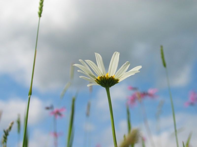 Blumen sind etwas Himmlisches