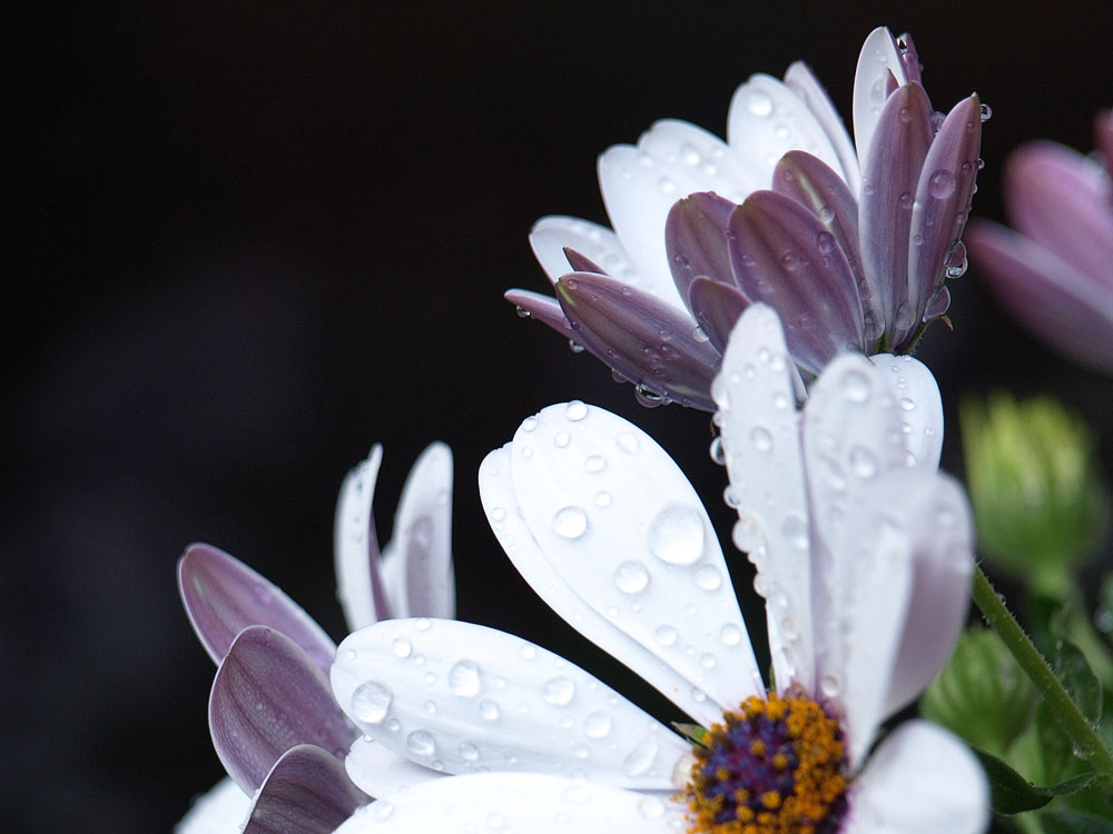 Blumen sind Frauensache?