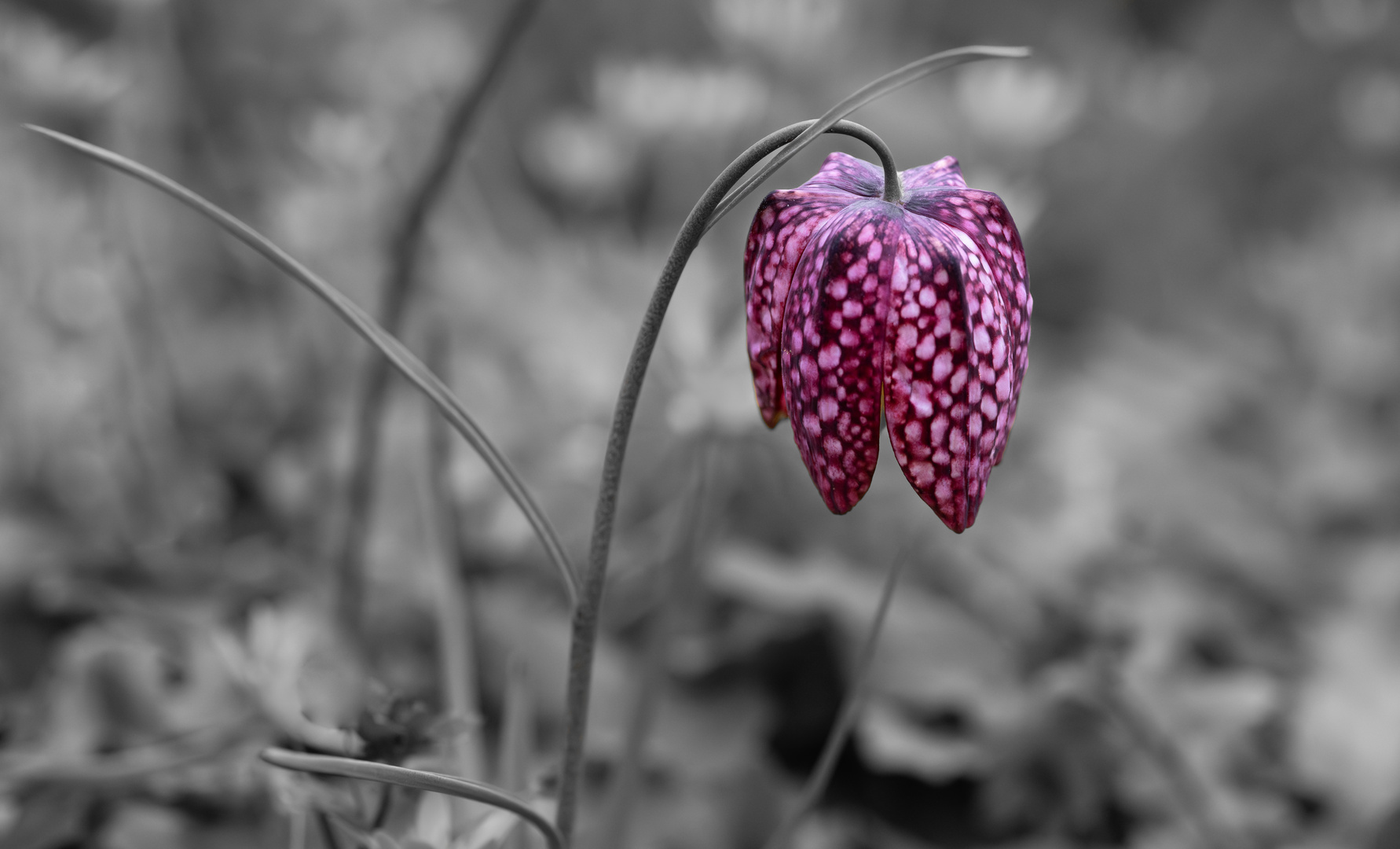 Blumen sind immer schön!