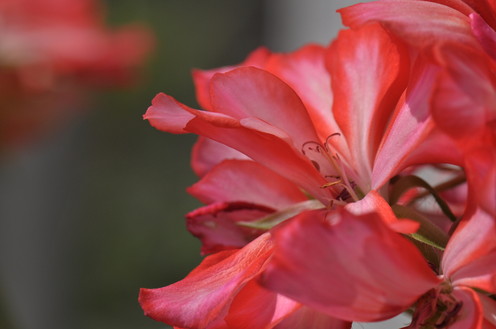 Blumen sind schön nur leider bin ich kein Gärtner