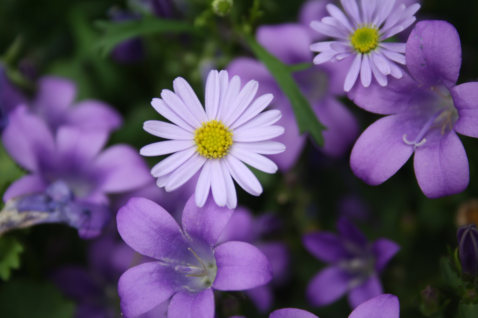 Blumen sind so schön