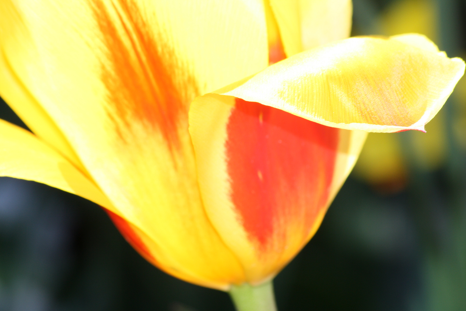 Blumen sind so schön