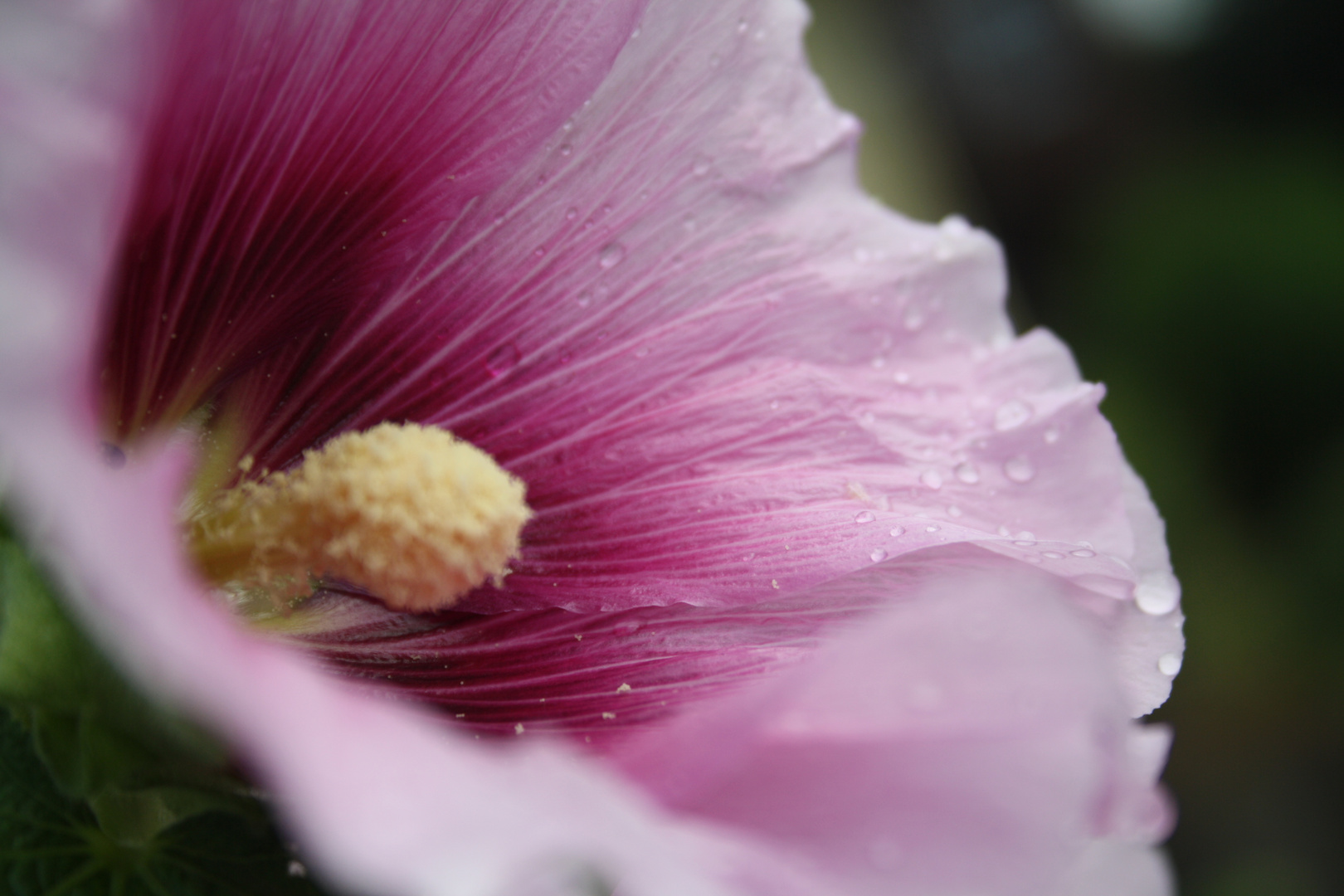 Blumen sind so schön