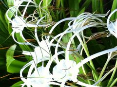 Blumen Singapore Zoo