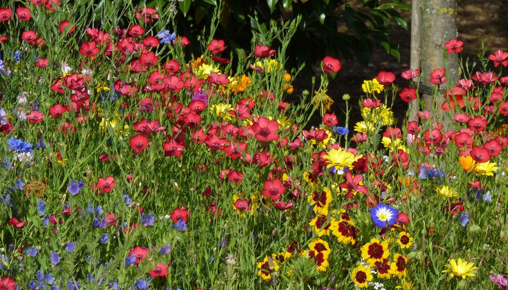 Blumen so leuchtend