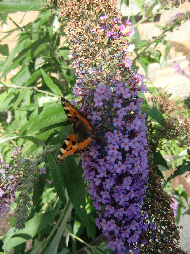 Blumen -  Sommer Sonne Schmetterling :)