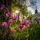 ~ Blumen-Sonne-Kircherl ~