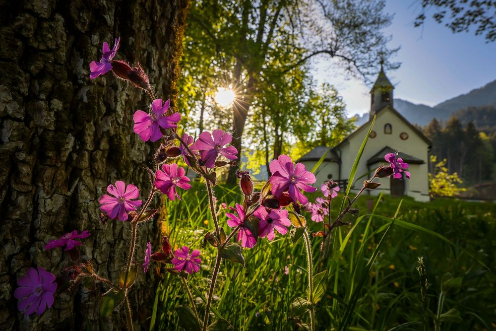 ~ Blumen-Sonne-Kircherl ~