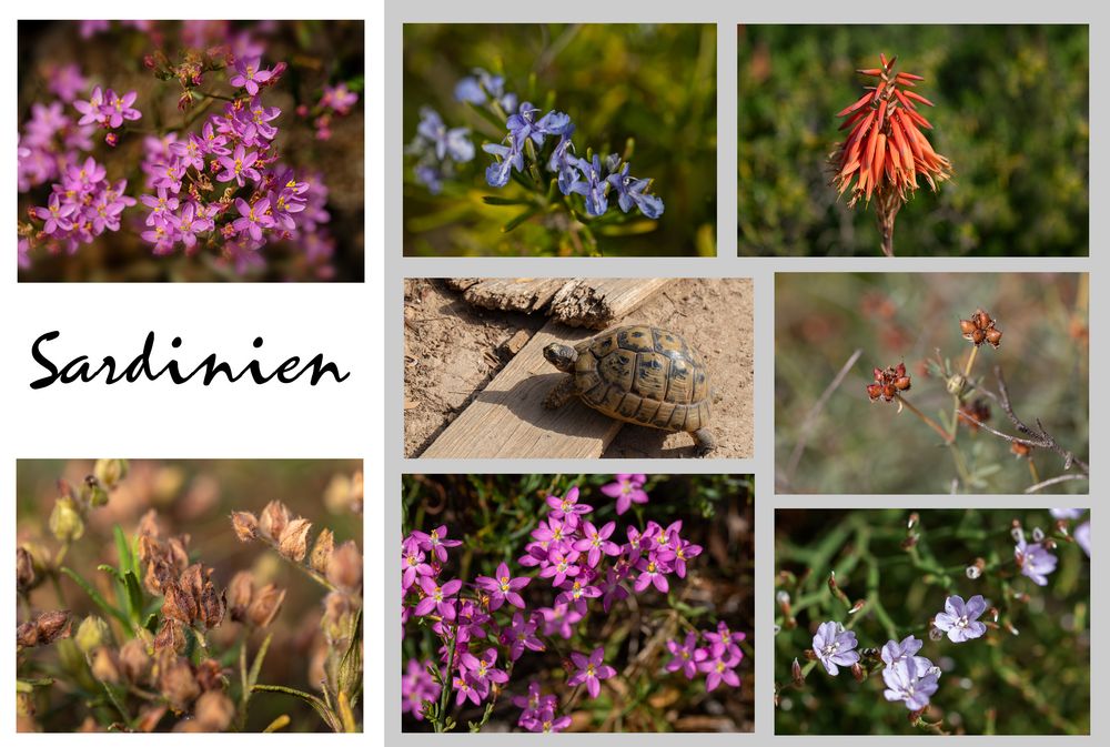 Blumen-Sortiment aus Sardinien