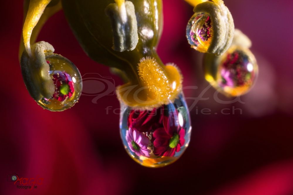 Blumen Spiegelungen in Tropfen