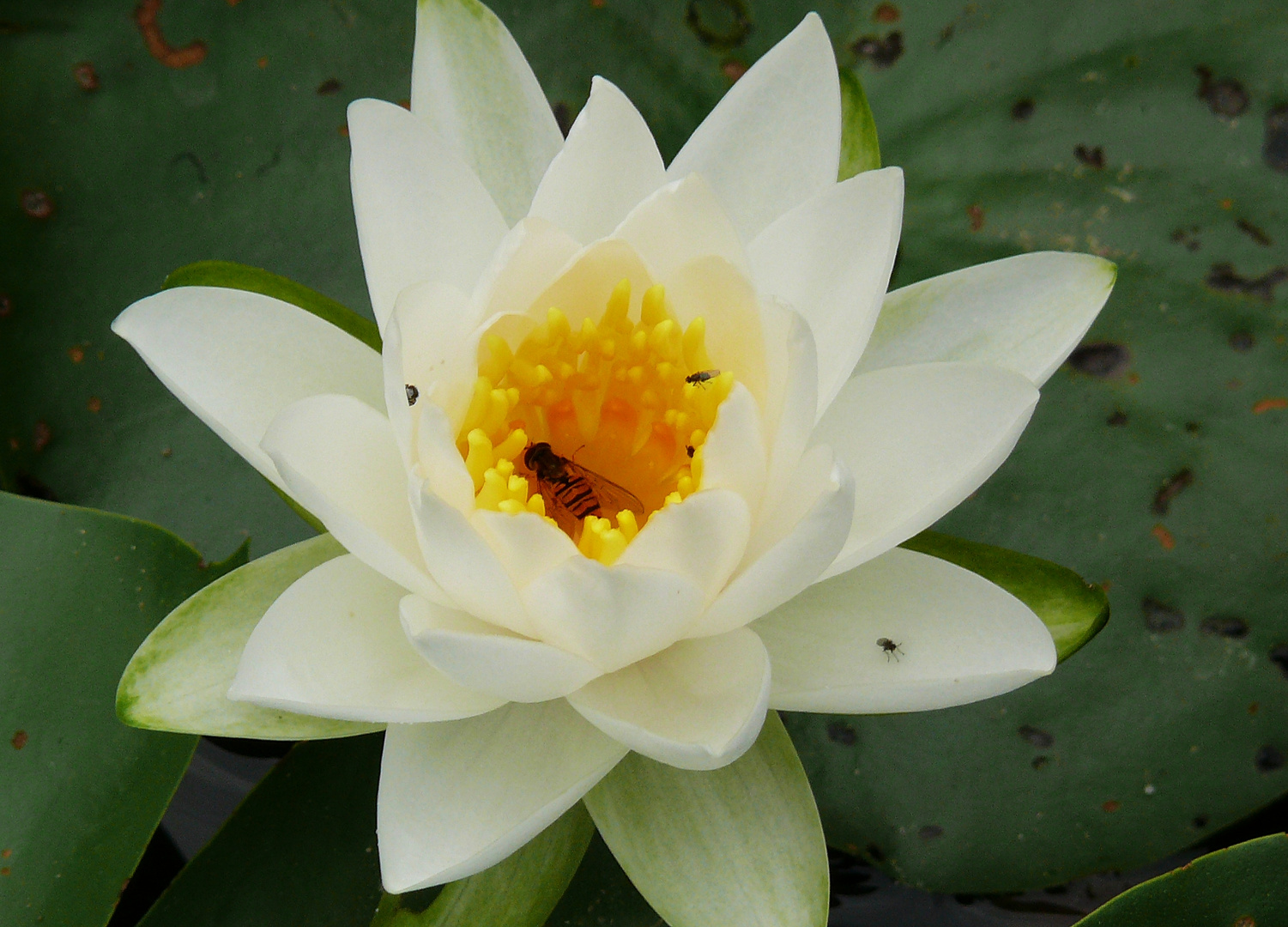 Blumen  Teichrose mit Biene