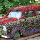 Blumen - Trabant