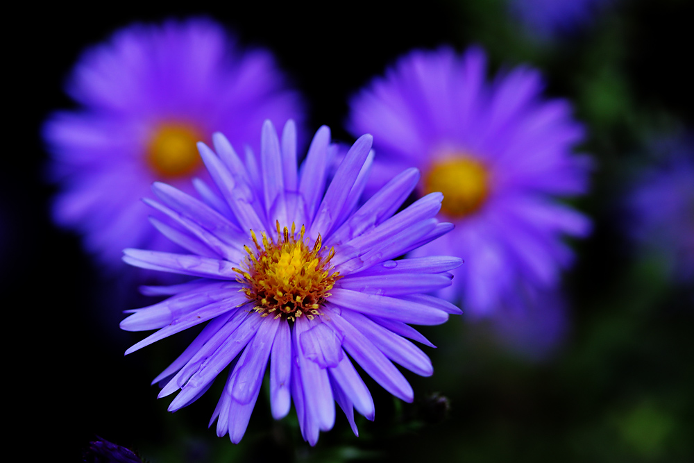 BlumenTrio Foto & Bild pflanzen, pilze & flechten, blüten