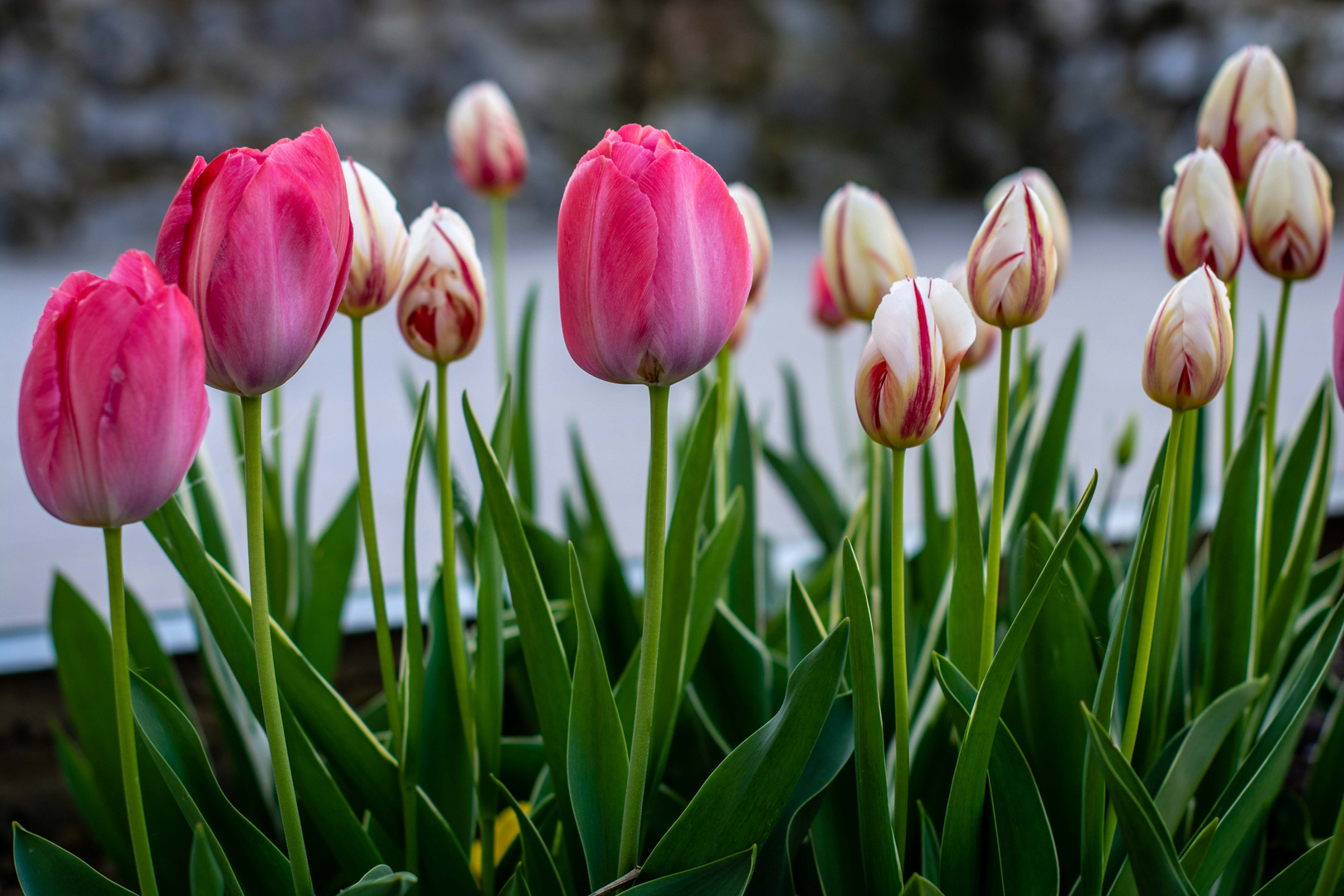 Blumen Tulpe Foto & Bild pflanzen, blüten, tulpen blumen Bilder auf