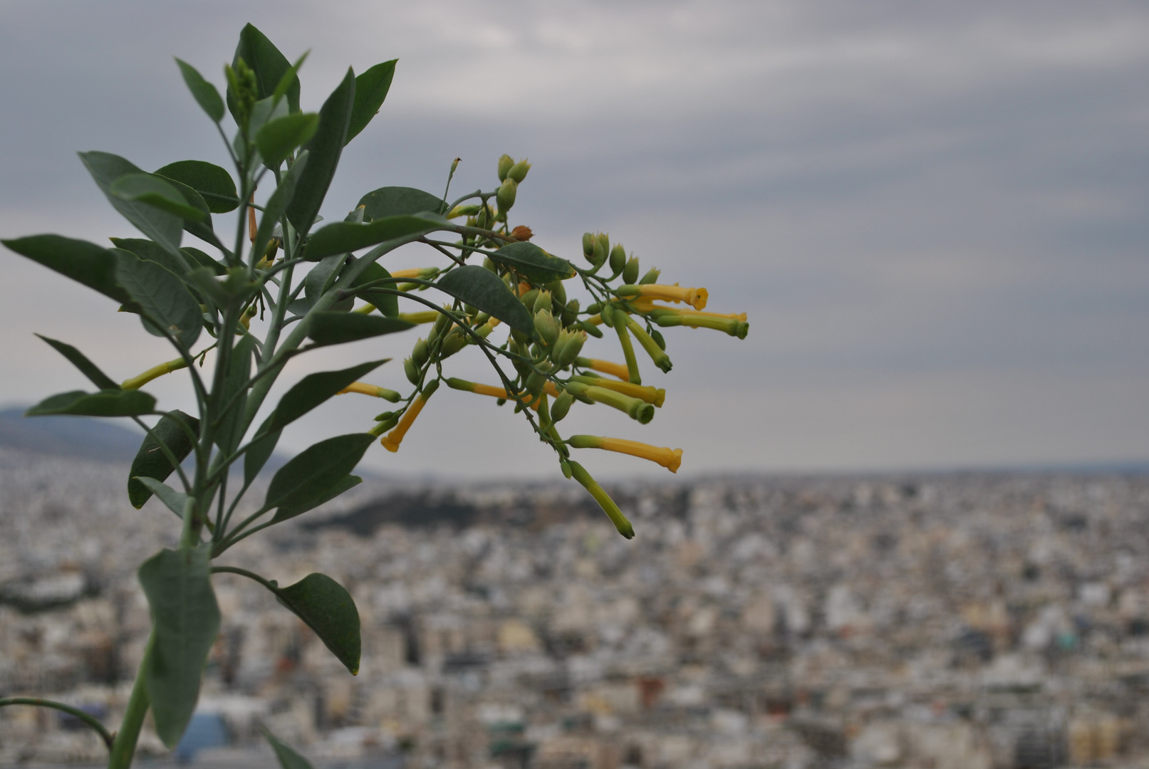 Blumen über Athen