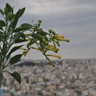 Blumen über Athen