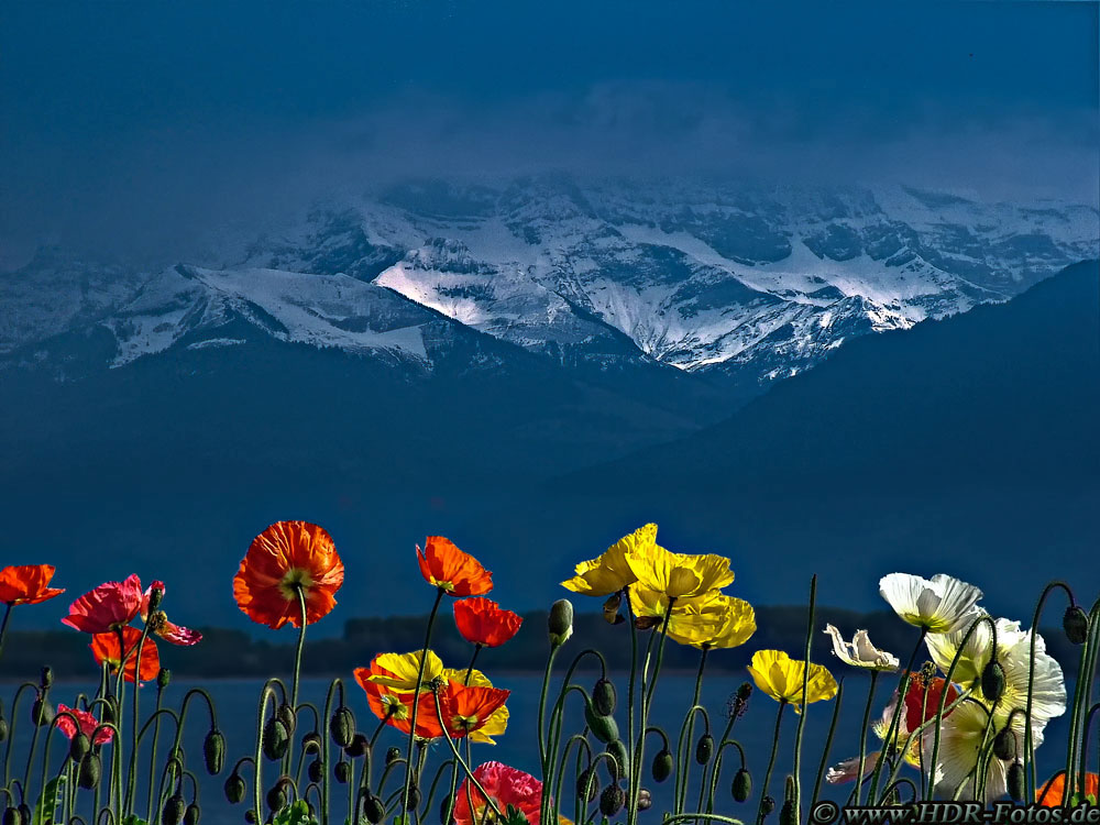 Blumen und Berge