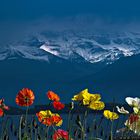 Blumen und Berge