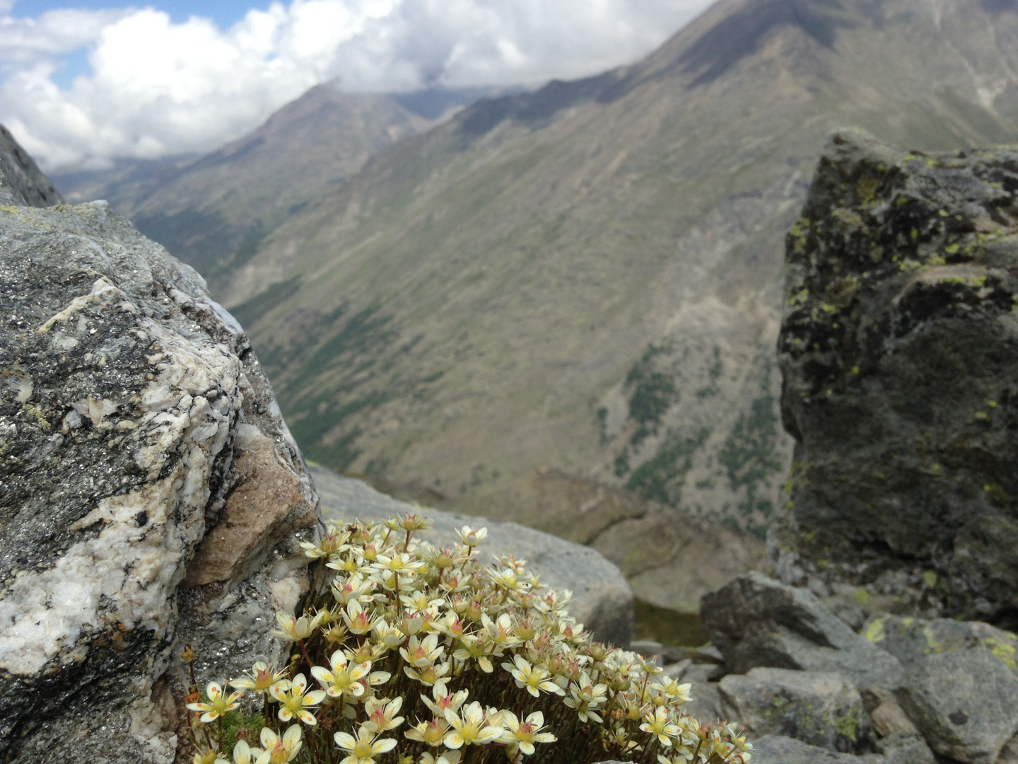 Blumen und Berge.