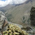 Blumen und Berge.